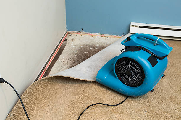 Best Mold removal after water damage  in Mokuleia, HI
